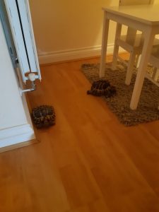 Shell-shocked tortoises rescued from fire after owners alerted by smoke detector