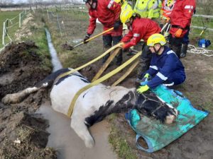 Firefighters rescue Ben the horse from a ditch in Hardley