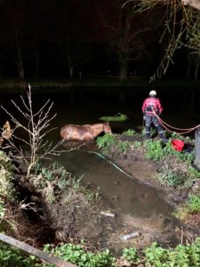 Oakley the horse rescued from a muddy river by Hampshire and Surrey crews