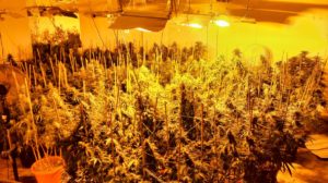 100 Cannabis plants seized following work by Isle of Wight High Harm Team