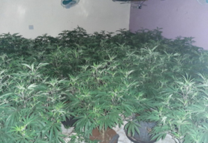 Aldershot cannabis factory’s discovered following warrants at two properties